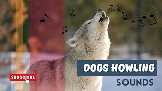 Dog Howling Sounds Compilation Make Your Dog Howl And See How They REACT [upl. by Naej267]