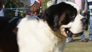 Saint Bernard Dog Show at New Delhi India [upl. by Turmel]