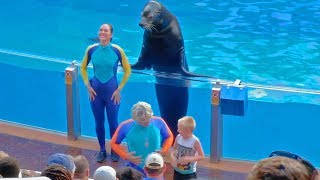 HIGHLIGHTS quotSea Lions Tonitequot show at SeaWorld Orlando [upl. by Ronna]