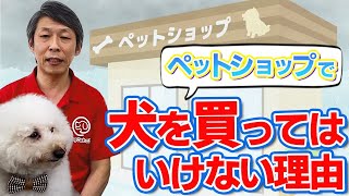 「ペットショップで犬を買うべきではない」と聞いたことがある方へ。その理由についてドッグトレーナーがお話しました。 [upl. by Novehc]