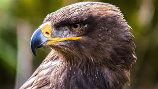 Common Buzzard Call  Common Buzzard Sounds  Common Buzzard Sound Effects  Bird Singing  No Music [upl. by Akinet818]