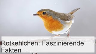 Das Rotkehlchen Interessante Fakten über das Leben des Rotkehlchens [upl. by Sorcha940]