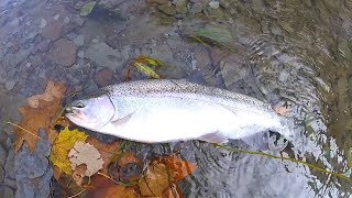 Erie Steelhead Tips and Techniques for Elk and Walnut Creek [upl. by Atelokin]