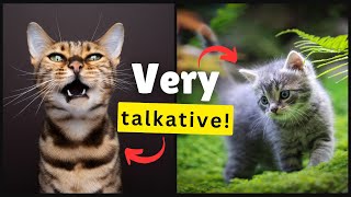 Thats Why Some Cats Are Extremely Talkative 💡 [upl. by Akiret]