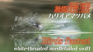 【鳥類最速！】Birds fastest！ハリオアマツバメの水飲みと水浴び Whitethroated needletail “Drinking and bathing“ June 2021 [upl. by Inaja668]