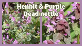 How to identify amp use Henbit and Purple Dead Nettle [upl. by Chitkara226]