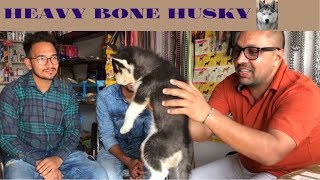 Husky Puppy Top quality Heavy Bone  Dog in India Bhola Shola  Harwinder Singh Grewal [upl. by Airpac]