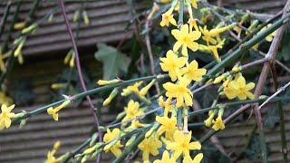 Jasminum nudiflorum Winter Jasmine [upl. by Yanat]