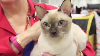 Meet the Tonkinese Cat Breed [upl. by Haslett]