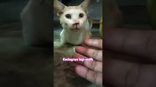 Sabar ya cing cat kucing music cat trendingshorts [upl. by Samuela]