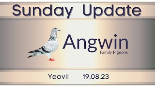 Young bird pigeon racing from Yeovil 190823  Sunday Update [upl. by Daiz]