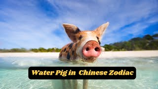 Characteristics of the Water Pig in the Chinese Zodiac [upl. by Sampson230]