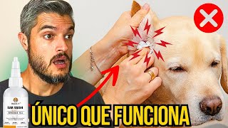 CURAR DEFINITIVAMENTE OTITE DE CACHORRO CHACOALHANDO A CABEÇA INFLAMAÇÃO NO OUVIDO RECORRENTE [upl. by Chladek303]