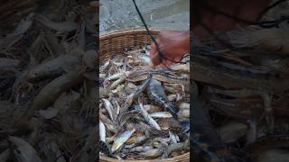 amazing biggest famous fish market moinotghat in dhaka shorts dneyes [upl. by Marpet596]