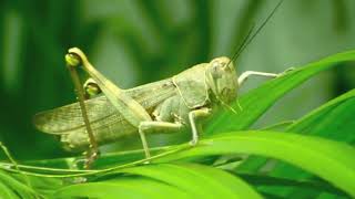 Insect name  Grasshopper [upl. by Eikcin]