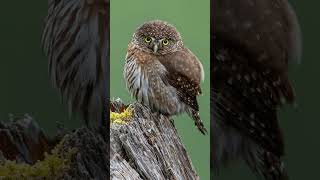 Northern Pygmy Owl Adventure  Vancouver Island BC [upl. by Areema926]