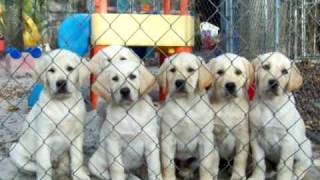 Gorgeous Yellow Labrador Puppies For Sale in Florida [upl. by Joete]