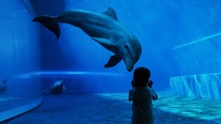 Dolphin show Shanghai Haichang Ocean Park 海豚表演 上海海昌海洋公园 [upl. by Leseil]