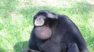 Siamang Apes vocalising [upl. by Chevalier]