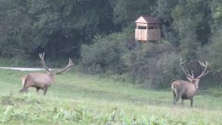 Red Stag hunting in Europe with Passion amp Prey [upl. by Moazami162]