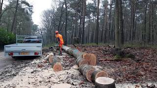 Brandhout zagen en afvoeren [upl. by Dami]