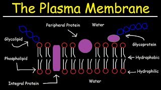 Fluid Mosaic Model of the Plasma Membrane  Phospholipid Bilayer [upl. by Laufer]