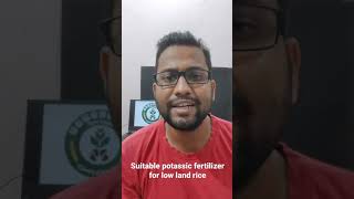 Suitable potassic fertilizer for low land rice [upl. by Edward]