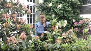 ✂️  How to Prune Rhododendrons  ✂️ [upl. by Moynahan]