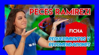 RAMIREZI 🐟  Guía y cuidados  VÍDEO FICHA [upl. by Mathew]