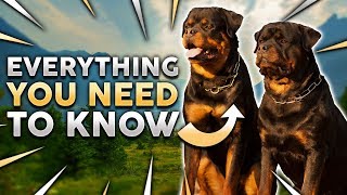 ROTTWEILER 101 Everything You Need To Know About Owning a Rottie Puppy [upl. by Ragnar]