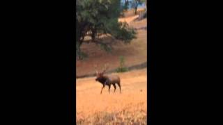 ElkNut Bull Elk Glunking To His Cows [upl. by Klenk451]