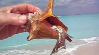 Live Conch [upl. by Einreb258]