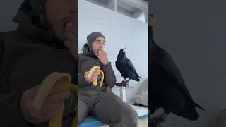 Banana 🍌 animal commonraven birds ravenbird воронгоша raven animals [upl. by Drud]