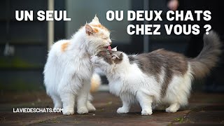 Adopter un ou deux chats  🐈🐈8 bénéfices [upl. by Emalee]