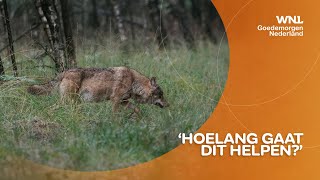 Alle Gelderse veehouders kunnen met subsidie een wolfwerend hek krijgen maar is het genoeg [upl. by Kalmick765]