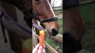 Feeding A Horse By Hand 🐴 🥕🍎 [upl. by Zehe]