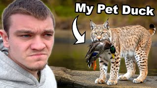 Hunting Down the Bobcat that Killed My Pet Duck [upl. by Nirrol]