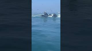 Amazing footage of humpback whales bubble feeding viralvideo animals whale humpbackwhale [upl. by Faires]