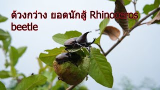 ด้วงกว่างชน แมงกว่าง ด้วงกว่าง ยอดนักสู้ Rhinoceros beetle อยู่บนต้นฝรั่งและกินฝรั่งเป็นอาหาร [upl. by Dorelle475]