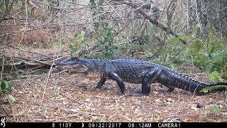 Swamp Trail Camera Pickup [upl. by Ahsinawt]