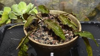 Cryptocoryne affinis  Greenhouse transplant [upl. by Parent]