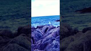 seabird naturelovers seaside beautiful naturesounds youtubeshorts wavesounds [upl. by Annahgiel]