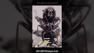 Tsetse Fly  The Deadliest Fly On Earth [upl. by Tandie619]