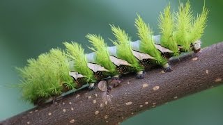 Saturniidae Hemileucinae Automeris naranja [upl. by Orbadiah]