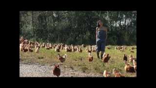 Rabbit River Farm amp Organic Eggs [upl. by Divad]