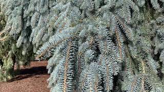 Picea pungens  The Blues  Weeping Colorado Blue Spruce March 12 2020 [upl. by Racklin]