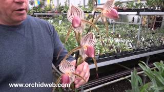 OrchidWeb  Paphiopedilum Lady Isabel [upl. by Tila]