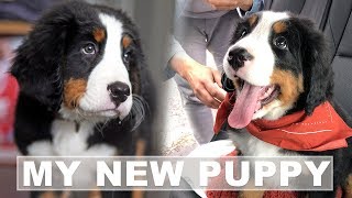 Bernese Mountain Dog Puppies  Bringing Home A New Puppy [upl. by Goodill]