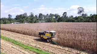 Cosechadora New Holland TC5040 desde el aire [upl. by Enilorac]