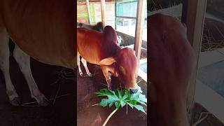 Guru ki khashortsfeed cowparade animals funnyanimals [upl. by Cul]